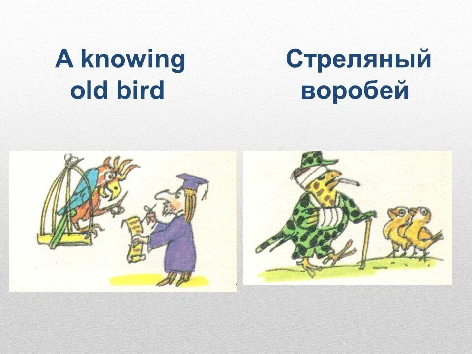 Идиомы. Фразеологизмы примеры. Фразеологизмы. Фразеологизмы и идиомы в английском языке. Английский язык.