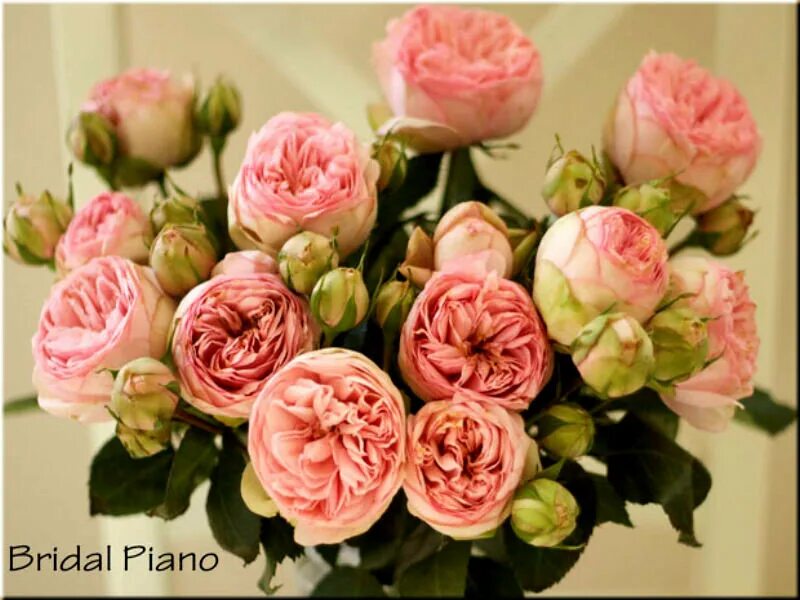 брайдал пиано. брайдал пиано (bridal piano) фото и описание. роза чарминг пиано тантау. брайдал пиано. роза тантау пиано.