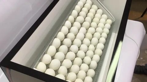 Инкубатор автоматический ово