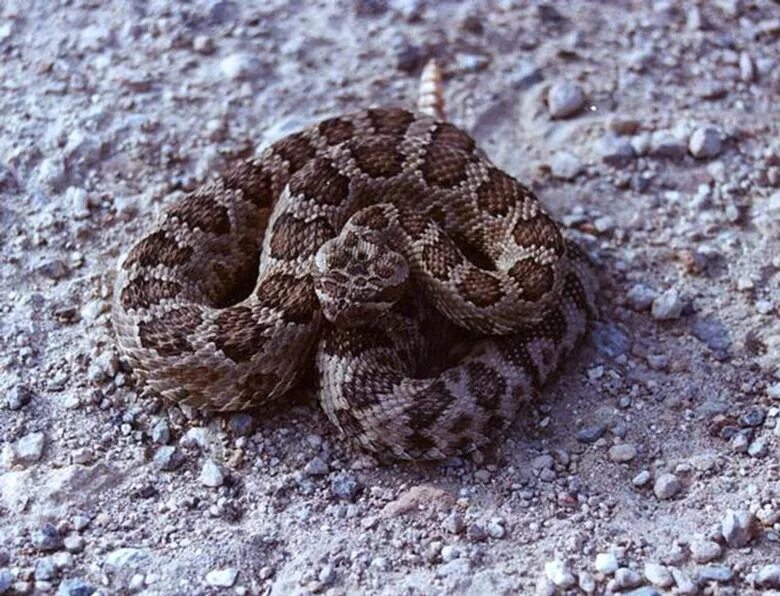 Гремучая змея где. Crotalus oreganus lutosus. Rattlesnake ядовитые змеи. Гремучие змеи. Ядовитые змеи Калифорнии.