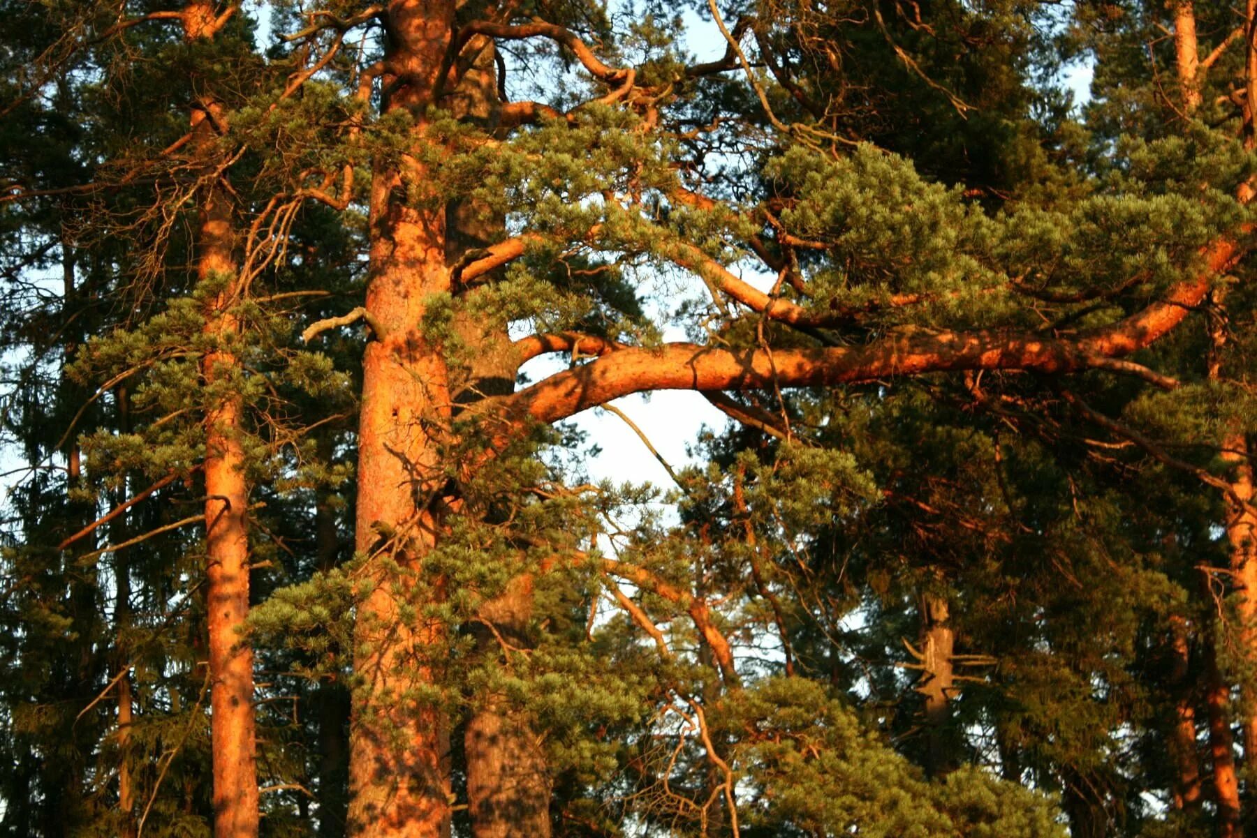 Сосны и ели под солнцем. Колхидская сосна. Сосна обыкновенная ствол. Сосны красная ( Pinus resinosa). Акшуат сосна обыкновенная.