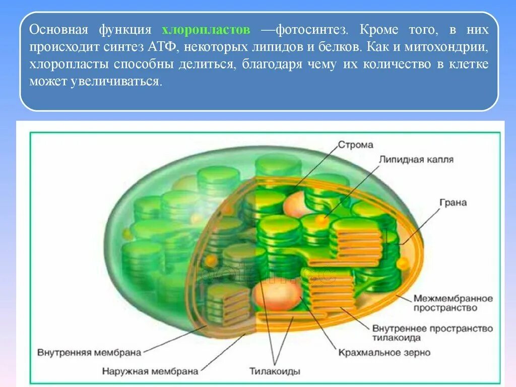 Деление хлоропласта. Строение клетки хлоропласты. Ламеллы хлоропластов. Строение хлоропласта фотосинтез. Схема строения хлоропласта.
