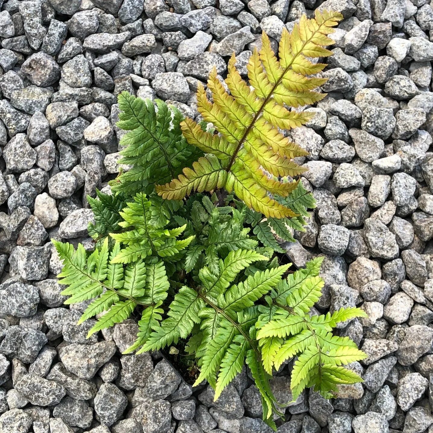 Щитовник мужской. Папоротник Щитовник. Щитовник родственный dryopteris affinis. Папоротник Дриоптерис. Папоротник dryopteris affinis.