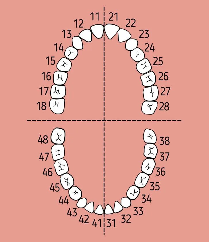 Нумерация зубов в стоматологии схема у взрослых