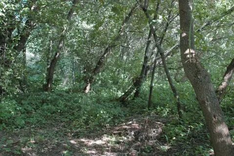 Лесной 5 букв