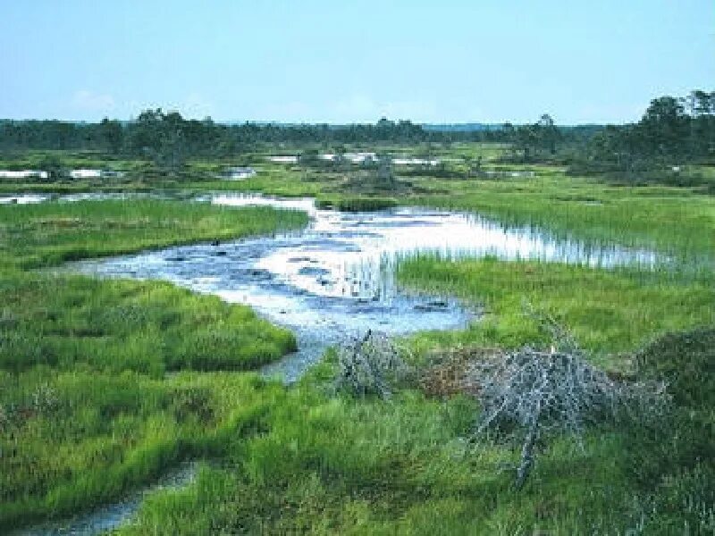 В исследованной воде из местного болота. Болотистая земля. Болотные и Заболоченные почвы. Заболачивание почв. Болотистая почва.