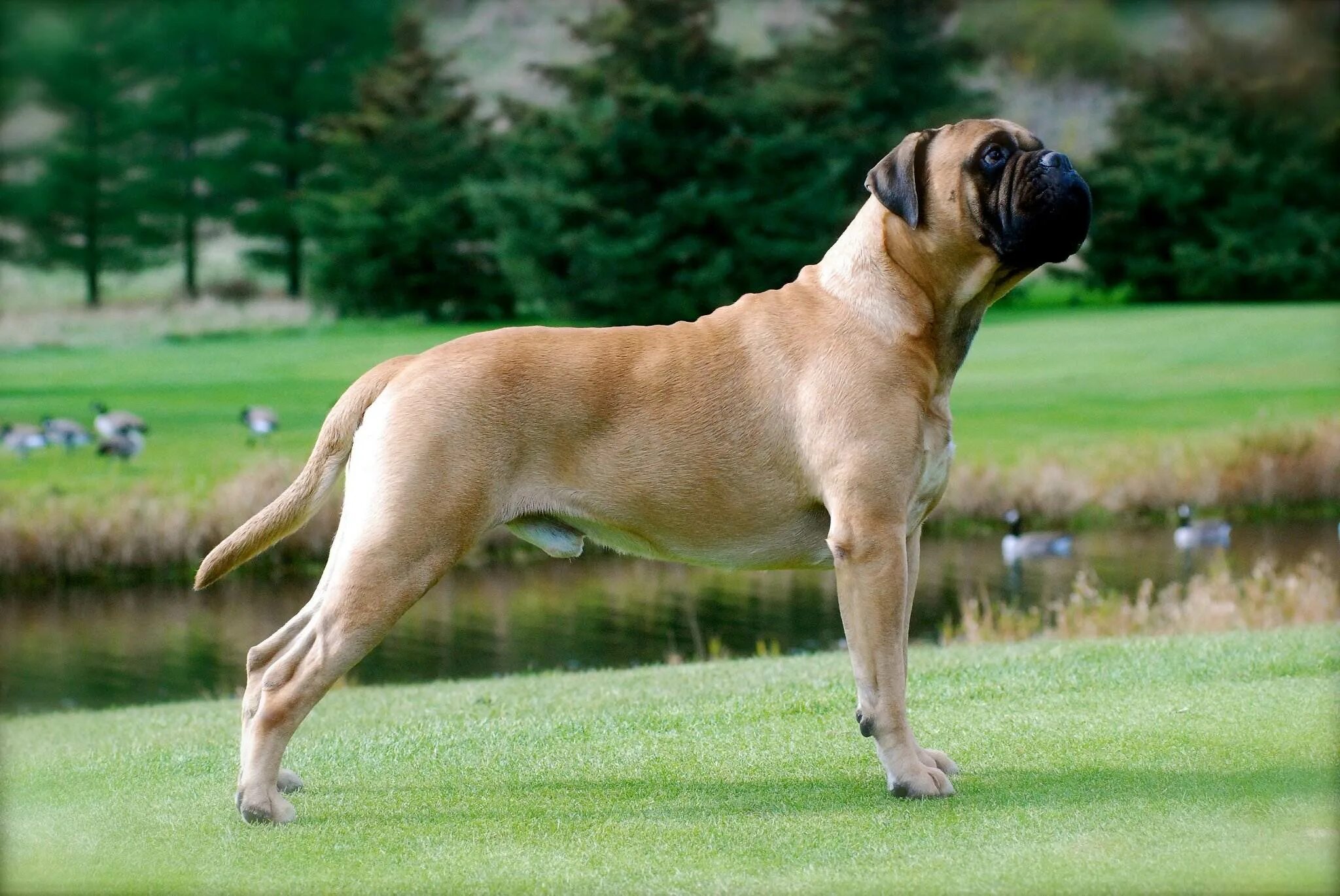 List of mastiff type breeds