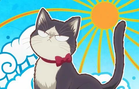 Кот не вэлл