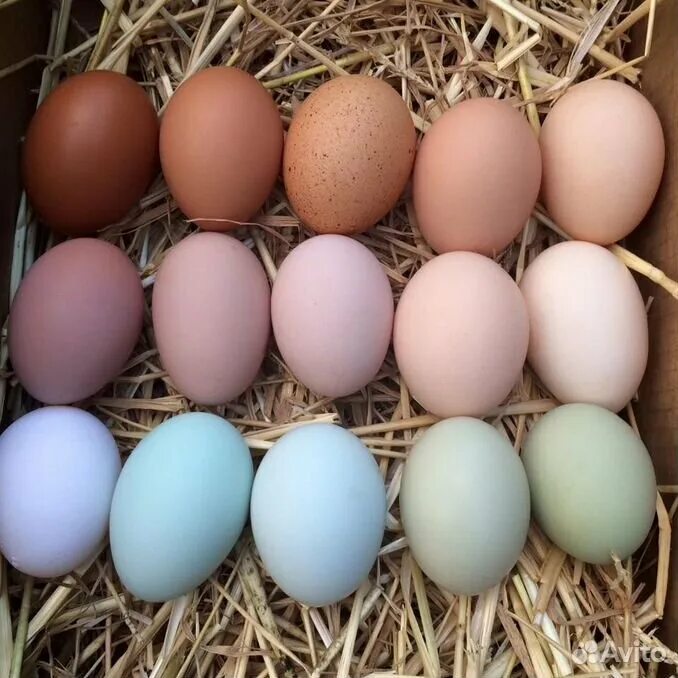 Chickens That Lay Colorful Eggs - Info on the Chicken that Laid the Egg Egg layi