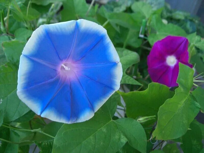 ипомея (ipomoea). ипомея фарбитис. ипомея пурпурная. ипомея синяя звезда. фиалка ипомея.