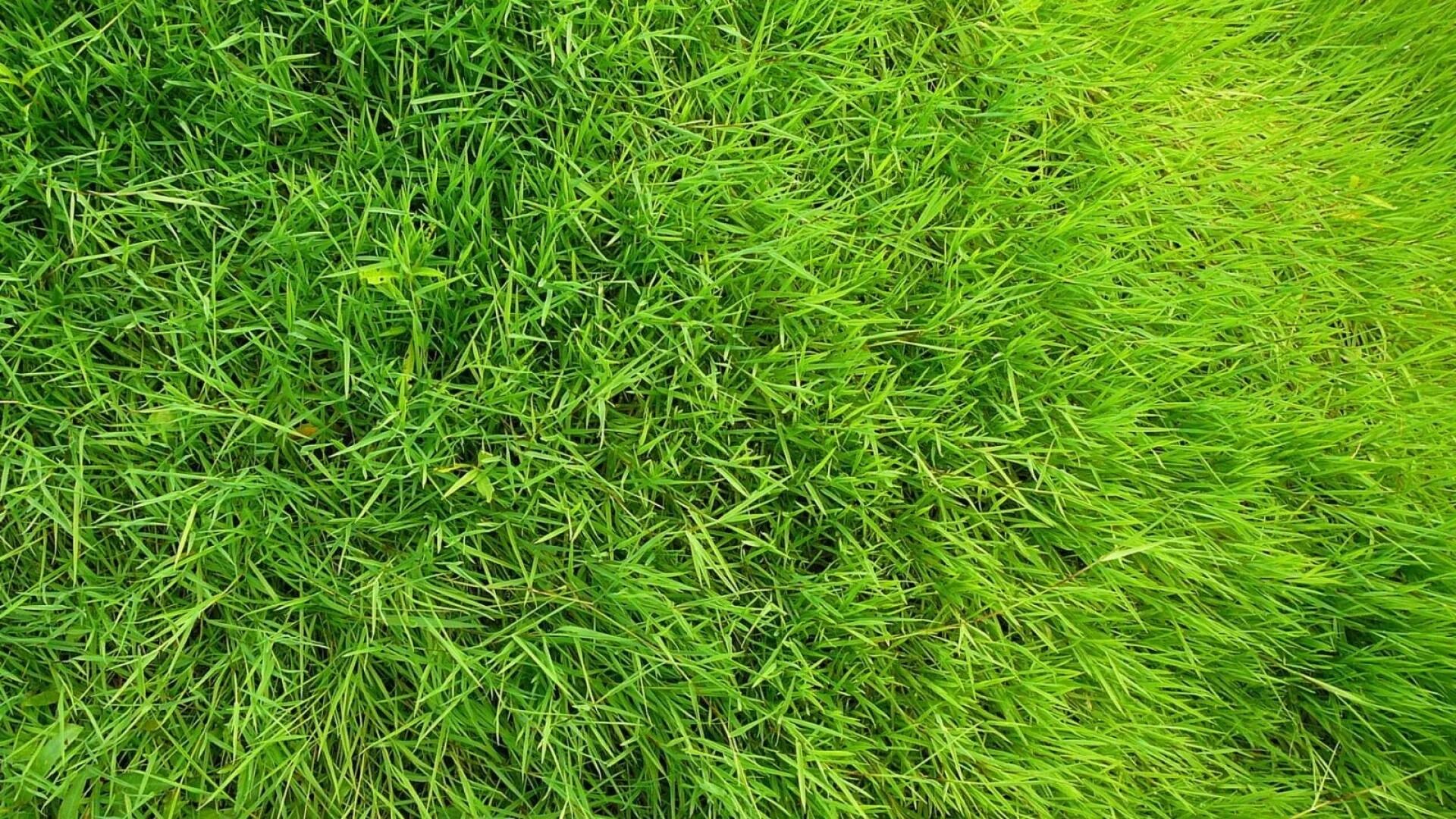 Kakuyu-vybrat-travy-dlya-posadki-gazona-vse-chto-nuzhno-znat-pyus-primery-na-foto-61490________. Видеть зеленую траву. Газон. Газонная трава. Видеть зеленую траву.