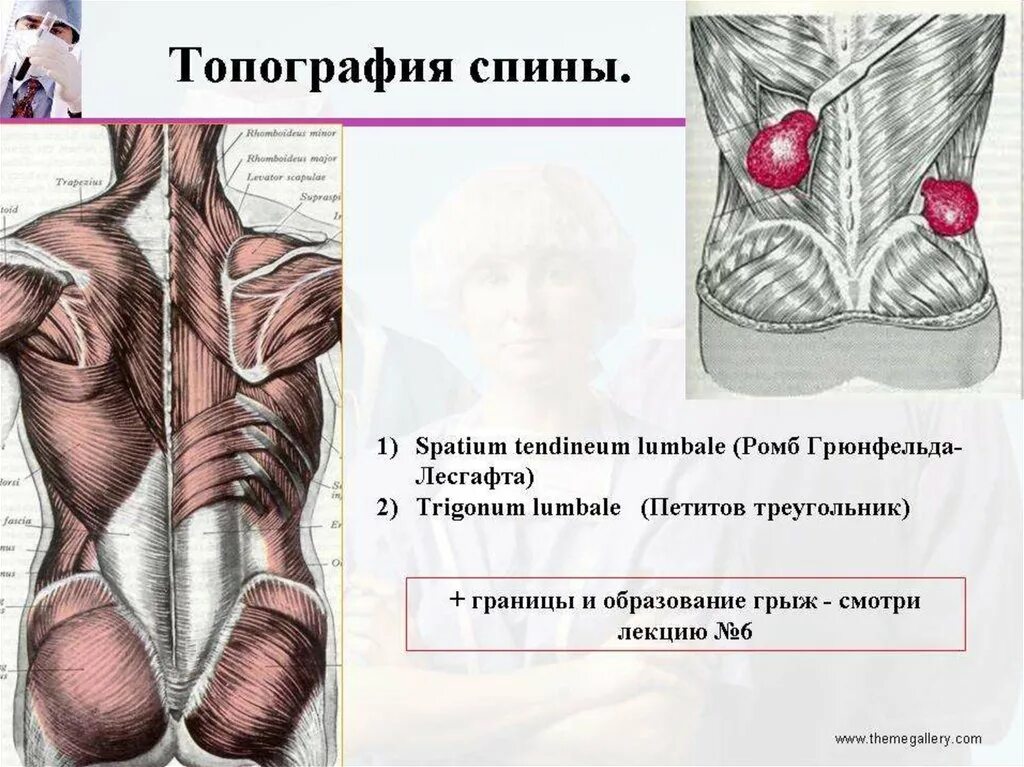 Какое анатомическое образование является дном trigonum lumbale