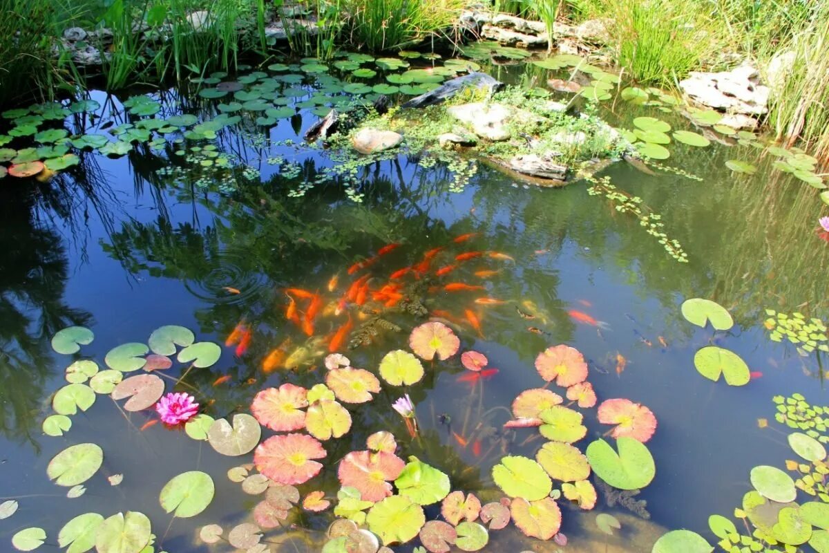 Прудик с карпами в аптекарском огороде. Заселить водоем. Водоем с растения насекомыми. Заселить водоем. Рыба в озере.