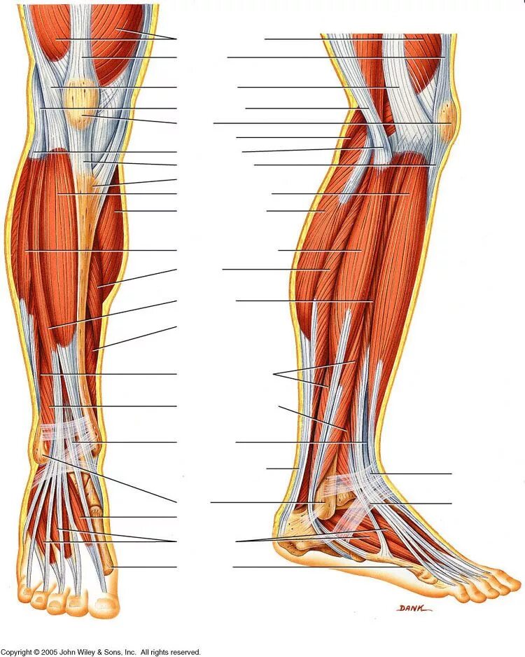 Строение ноги до колена. Мышцы голени и стопы анатомия. Сухожилия голени анатомия. Большеберцовая мышца анатомия. Анатомия ноги мышцы и сухожилия.