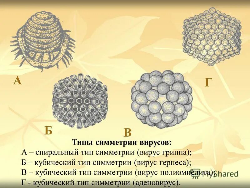 Две формы вирусов. Две формы вирусов