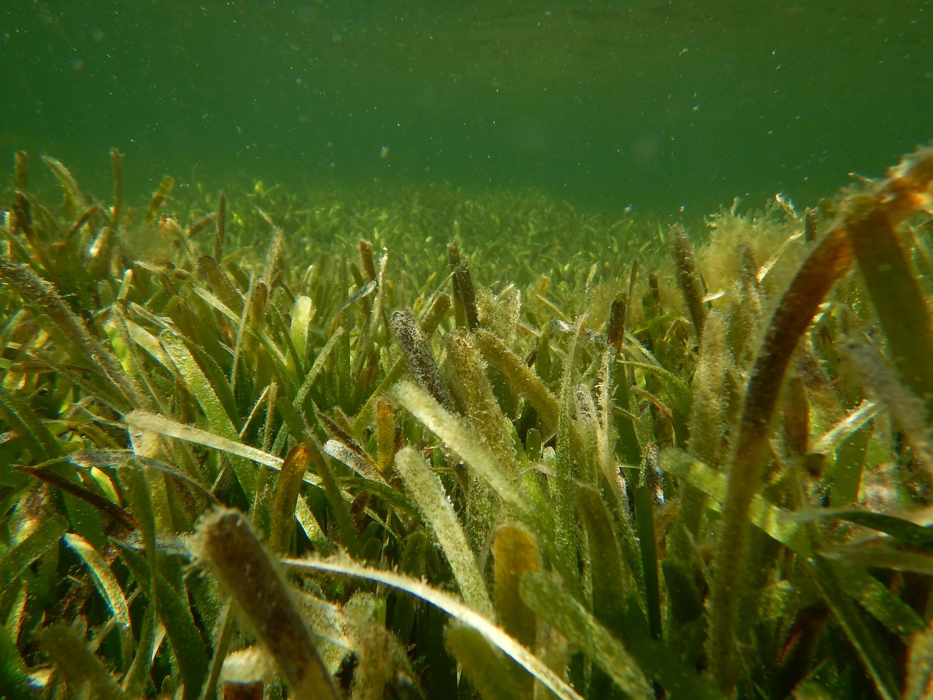 Водоросли дона. Хлорофиты водоросли. Водоросли algae. Синезелёные водоросли фото. "Ламинария бентосная ".