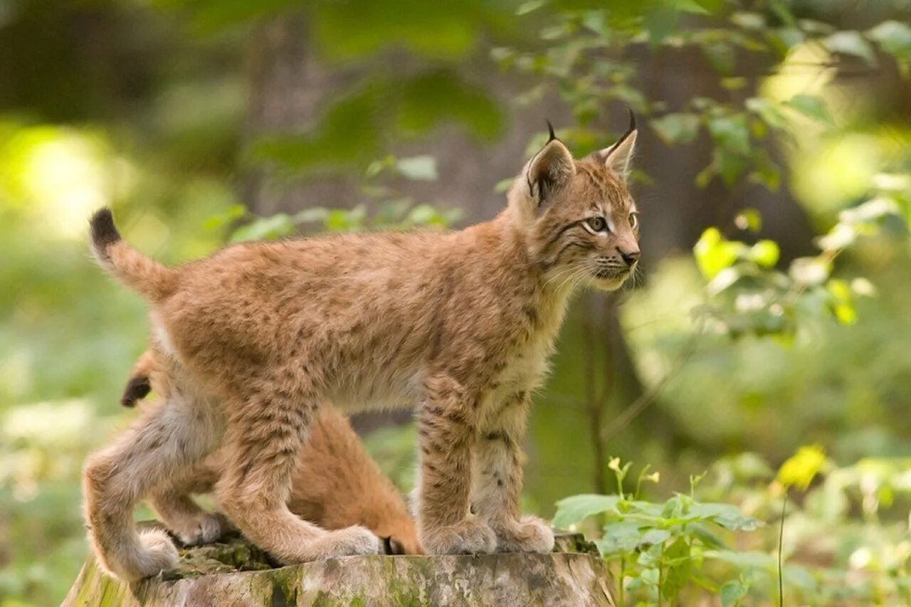 Рысь сидит. Рысь обыкновенная (лат. Lynx Lynx). Рысь европейская обыкновенная. Рысь с рысятами. Рысь обыкновенная с рысятами.