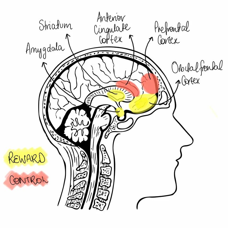 Рџљ eating disorder test. Eating Disorders and the Brain. Brain Malfunctions. Eating and its Disorders. Eating Disorder illustration.