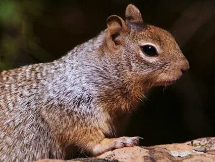 Rock squirrel - Wikipedia Republished // WIKI 2.