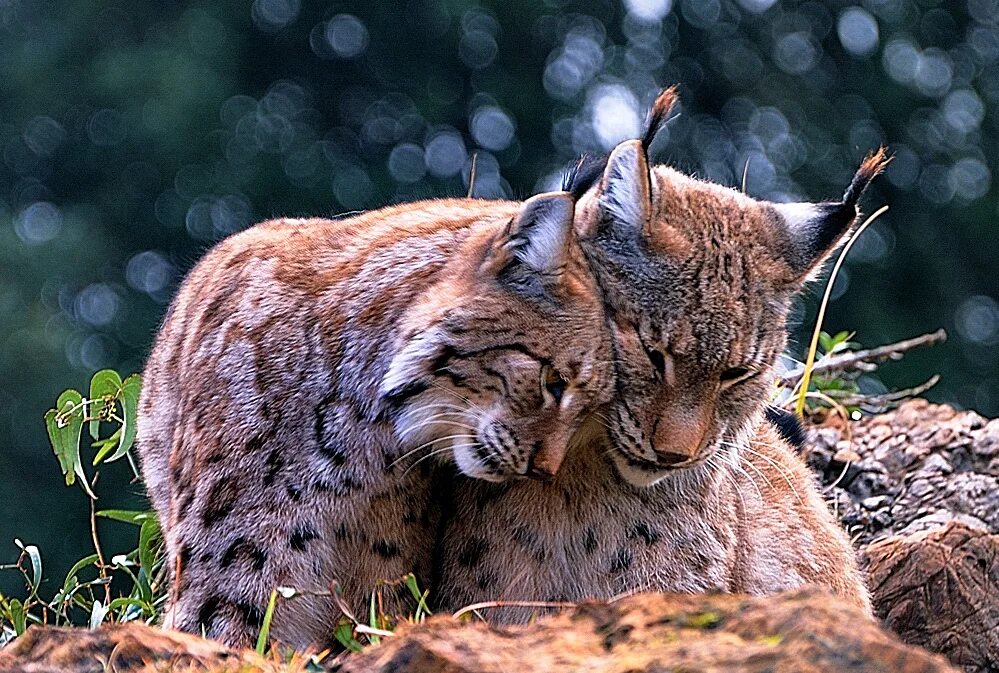 Рысь Линкс. Обыкновенная Рысь Lynx Lynx. Рысь Рысиха рысенок. Рысь (Lynx Lynx) в дикой природе.