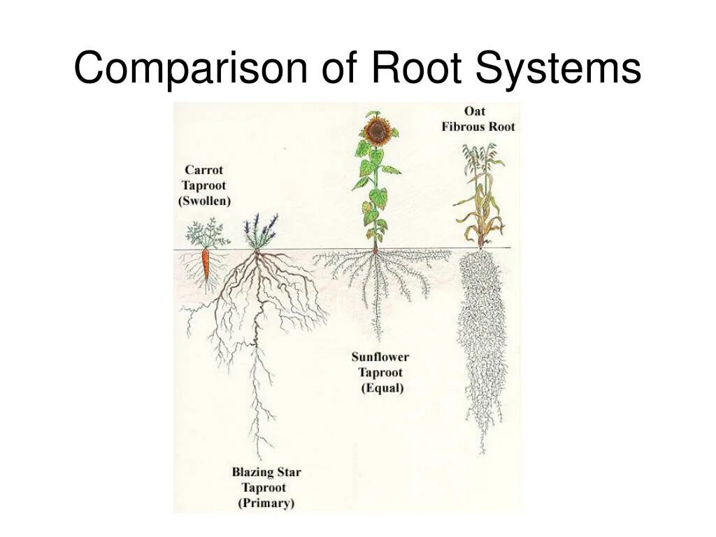 System have been root