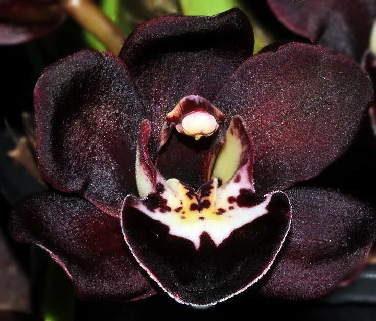 Aprenda como cuidar de orquídeas, veja 66 fotos de orquídeas lindas e confira es