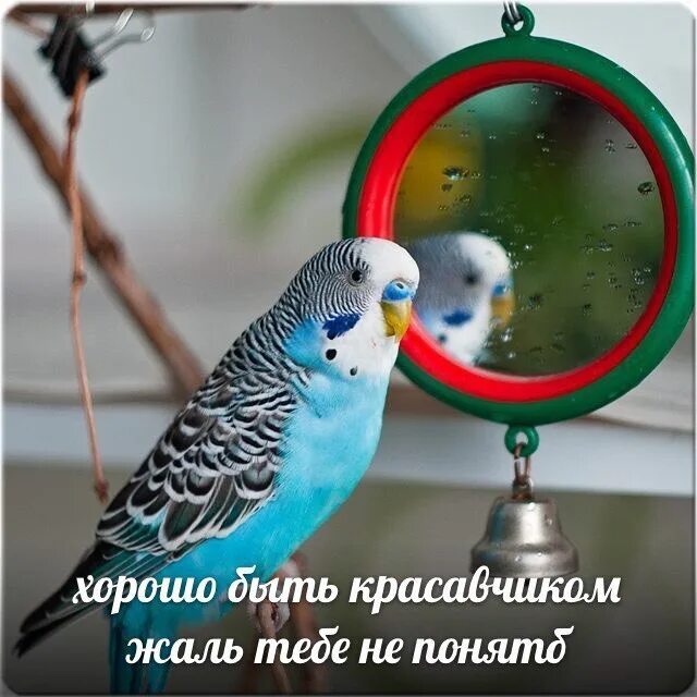 Уважаю попугаев