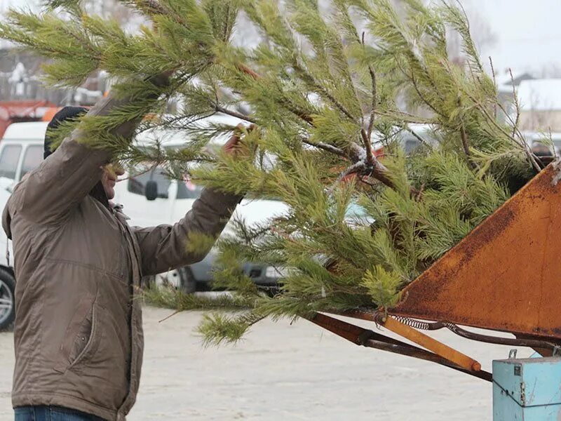 Выброшенная новогодняя елка. Выброшенные елки. Использованные елки. Утилизация елок. Выброшенная новогодняя елка.