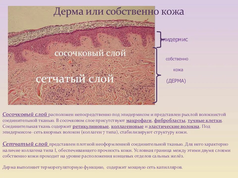 Какая структура дермы образована этой тканью. Строение дермы сосочковый слой. Сосочковый и сетчатый слой кожи. Структура кожи сетчатый слой. Слои кожи сосочковый слой эпидермиса.