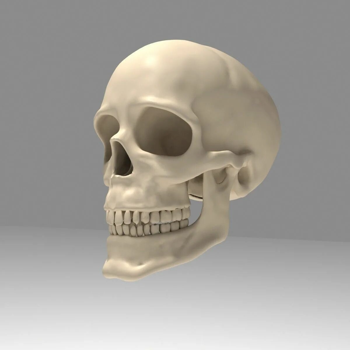 Skull model