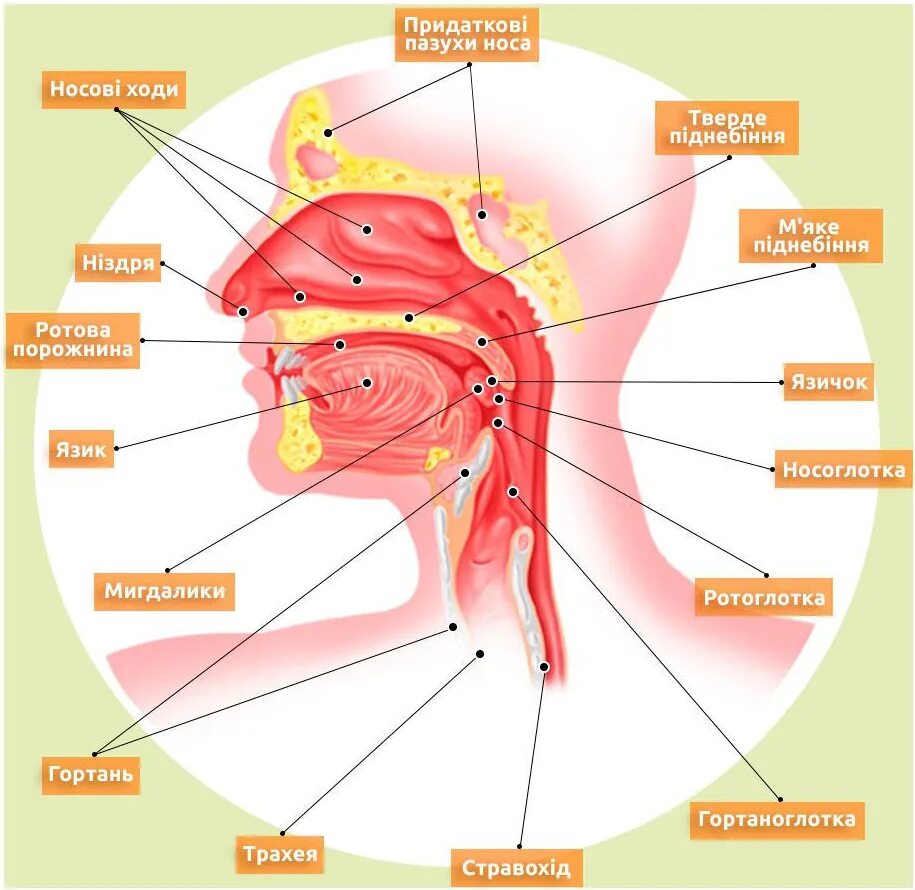 Строение горла человека. Глоток назвать