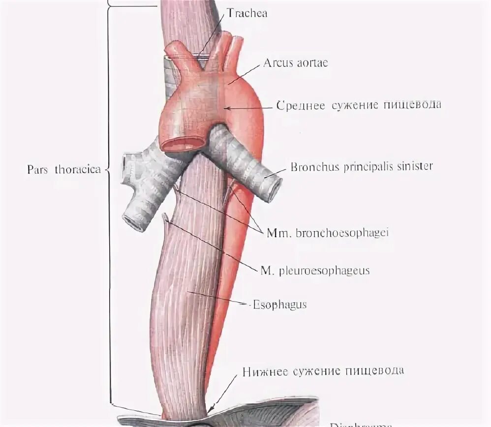 Синтопия пищевода