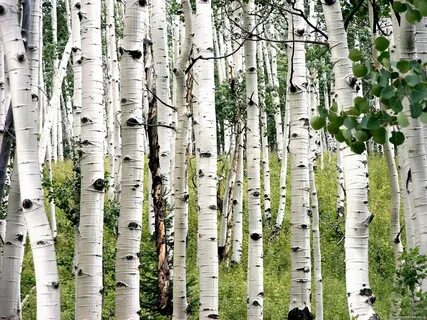 Елена Беркова HD порно