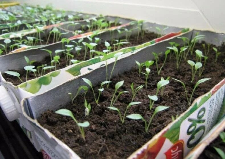 Дельфиниум новозеландский рассада. Дельфиниум многолетний сеянцы. Дельфиниум многолетний всходы рассады. Всходы дельфиниума многолетнего. Дельфиниум посадка семенами на рассаду.