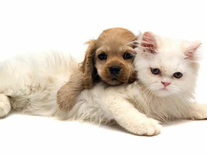 Котик та собачка. Котик та собачка