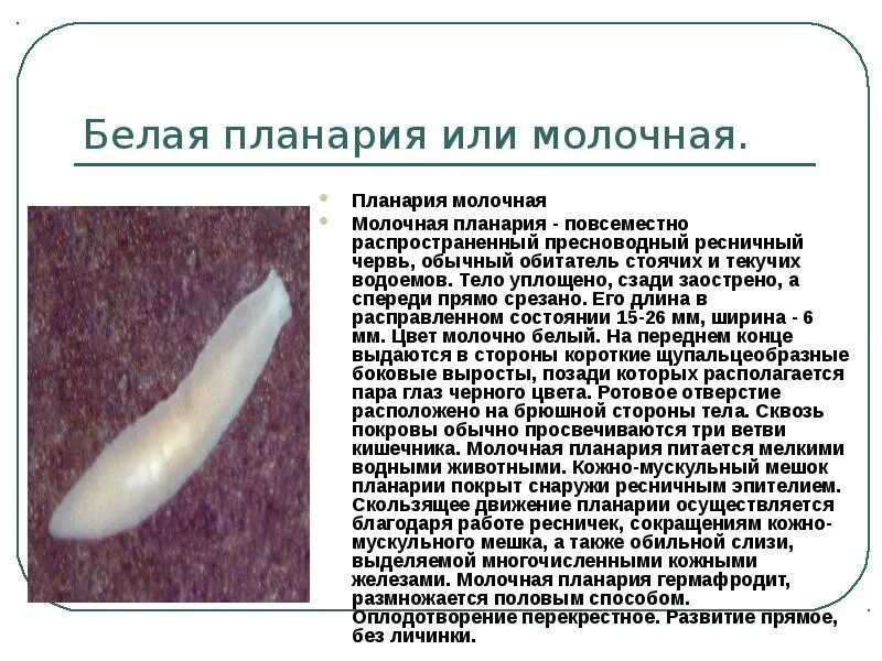 Лентовидная форма тела у червей. Строение ленточных червей цестоды. Тип плоские черви класс ленточные. Плоские черви класс ленточные свиной цепень. Конспект по биологии тип круглые черви.
