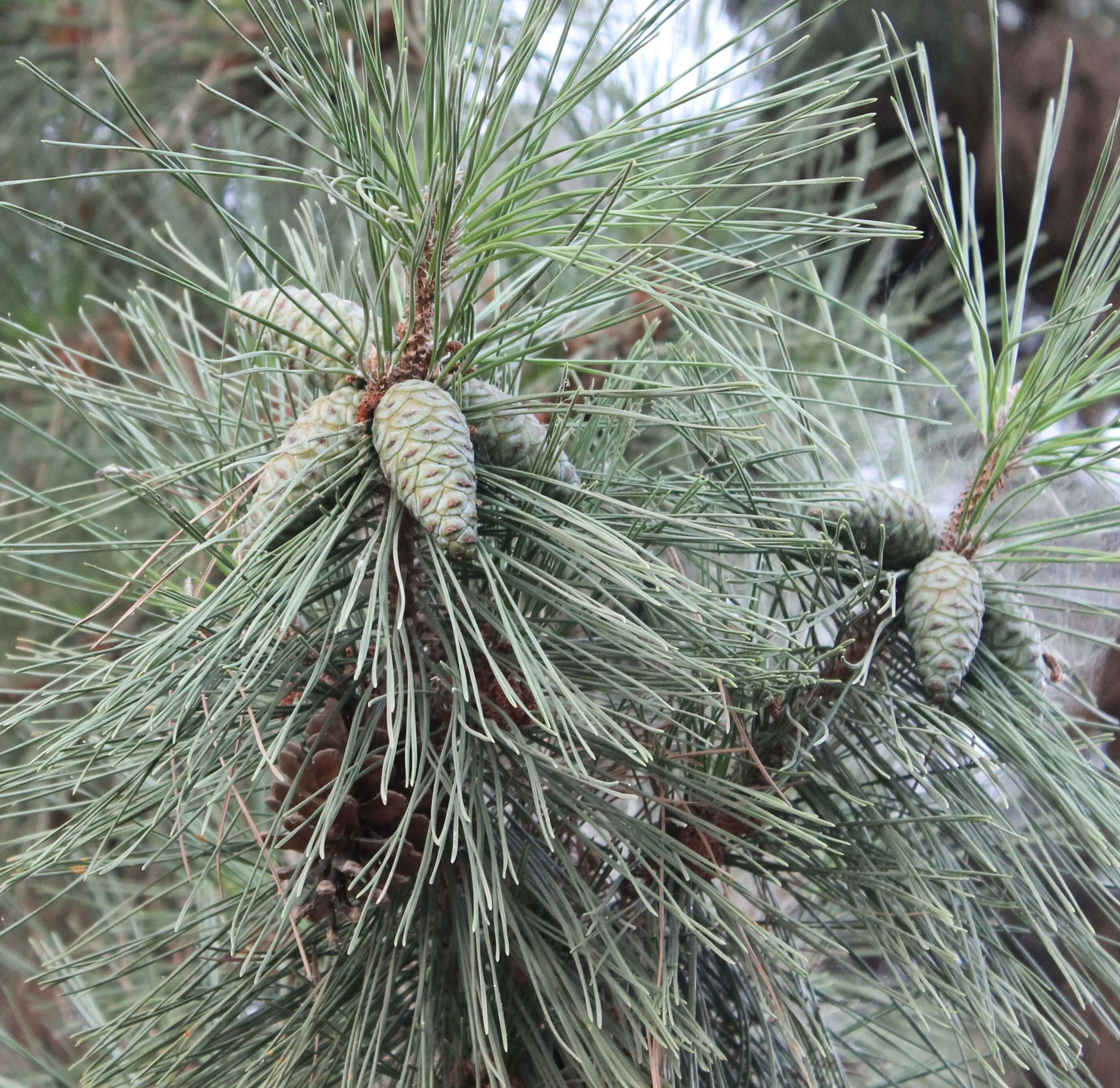 Похоже на хвойное. Сосна гималайская (Уоллича). Сосна Эльдарская хвоя. Pinus bungeana. Pinus peuce шишки.