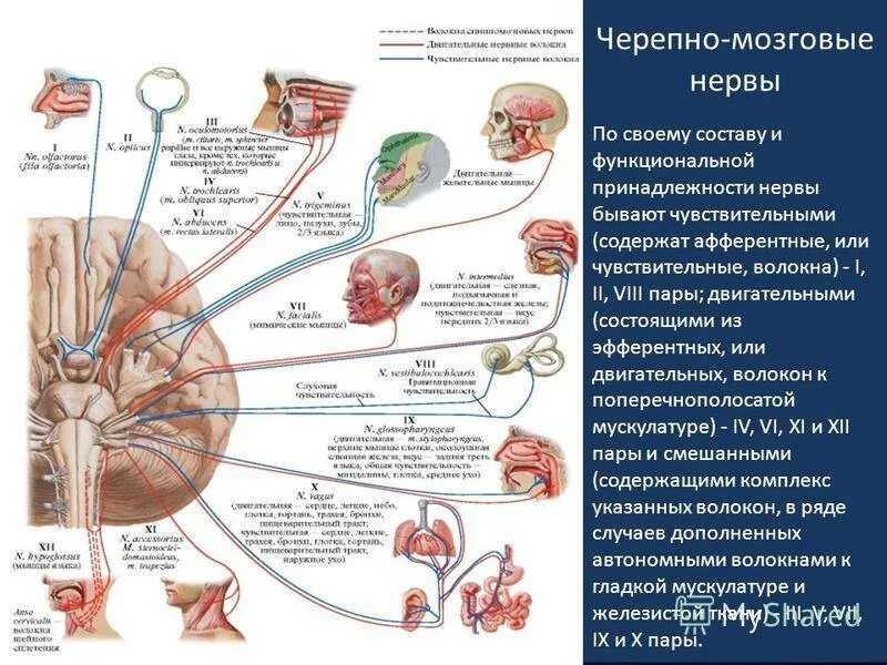 Черепные нервы человека относят к. Черепно мозговые нервы. Черепно-мозговые нервы 12 пар анатомия. Пары черепномозговых нервов. Запоминалка черепных нервов.