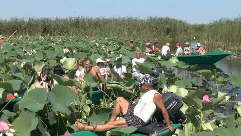 Лотосы азовское море экскурсия