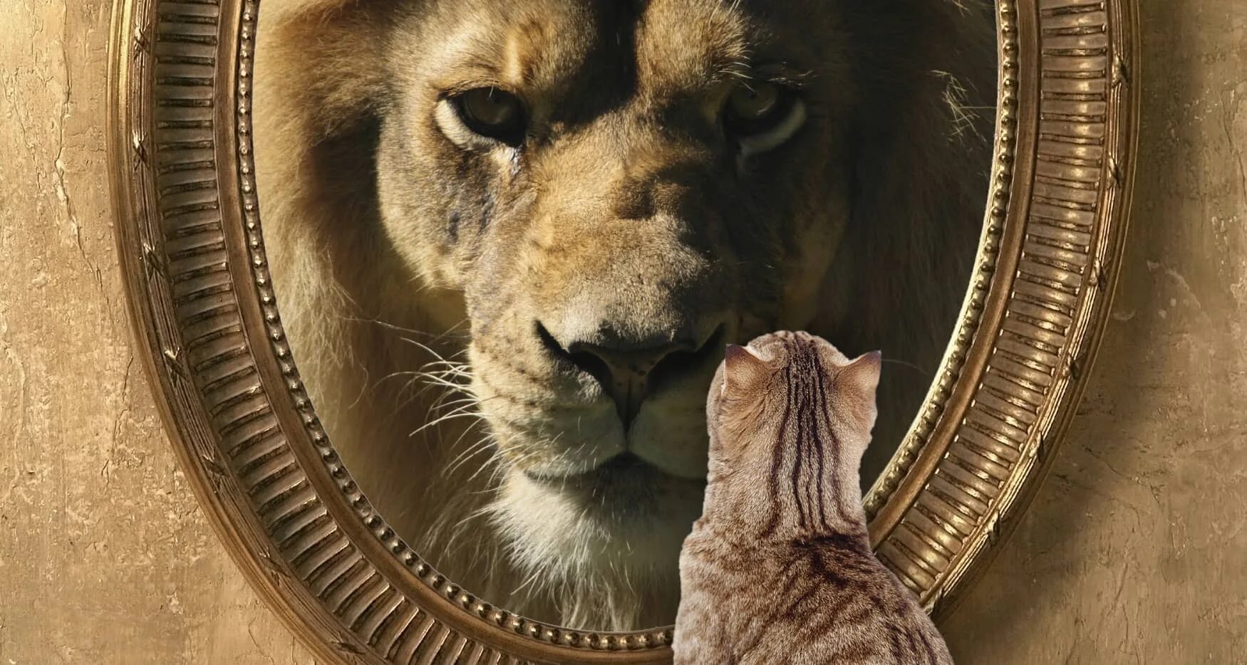 Кот лев. Кот в отражении Лев. Отражение Льва в зеркале. Уверенность животных. Кот в зеркале Лев.