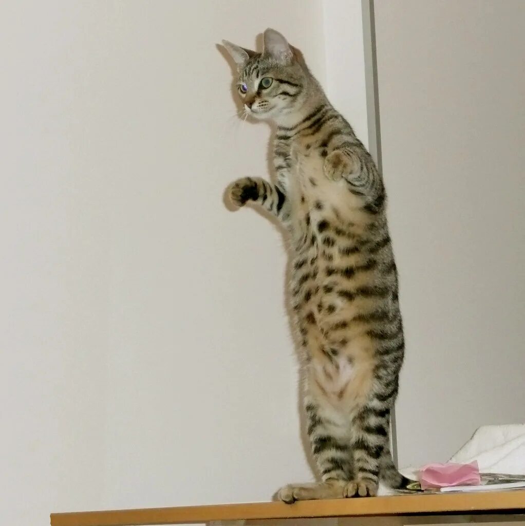 Кот стоящий на задних лапах. Кот стоит. кошка стоит на задних лапах. кошка на двух лапах.