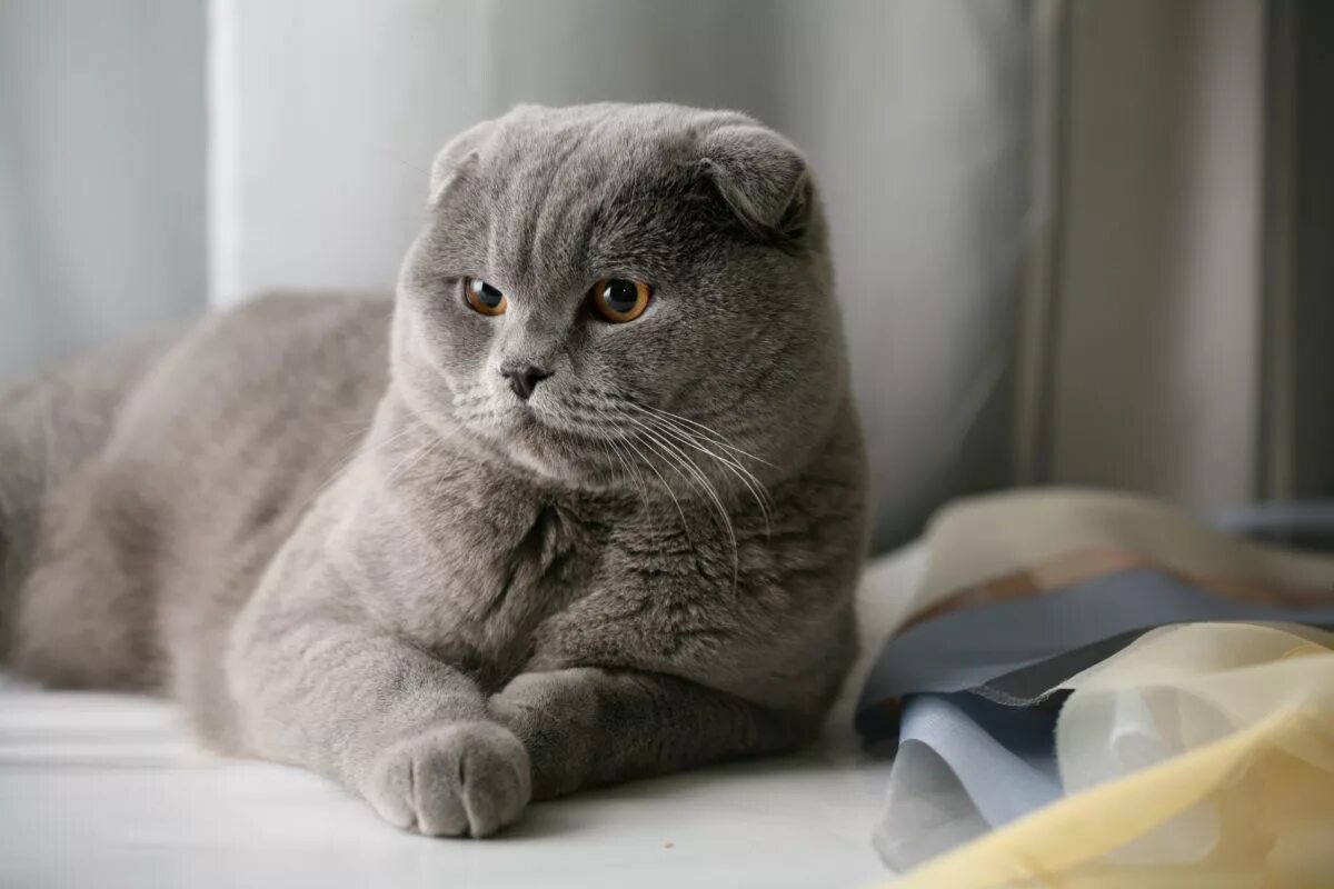 Скоттиш-фолд Шотландская вислоухая. Шотландские вислоухие коты. Шотландская кошка скоттиш фолд. Британская кошка скоттиш фолд