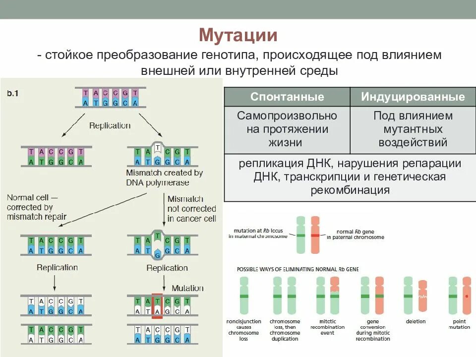 Влияние среды на генотип. Репарация ДНК Тип мутации. Возникают при репликации ДНК мутации. Процесс репарации ДНК. Виды репарации ДНК.