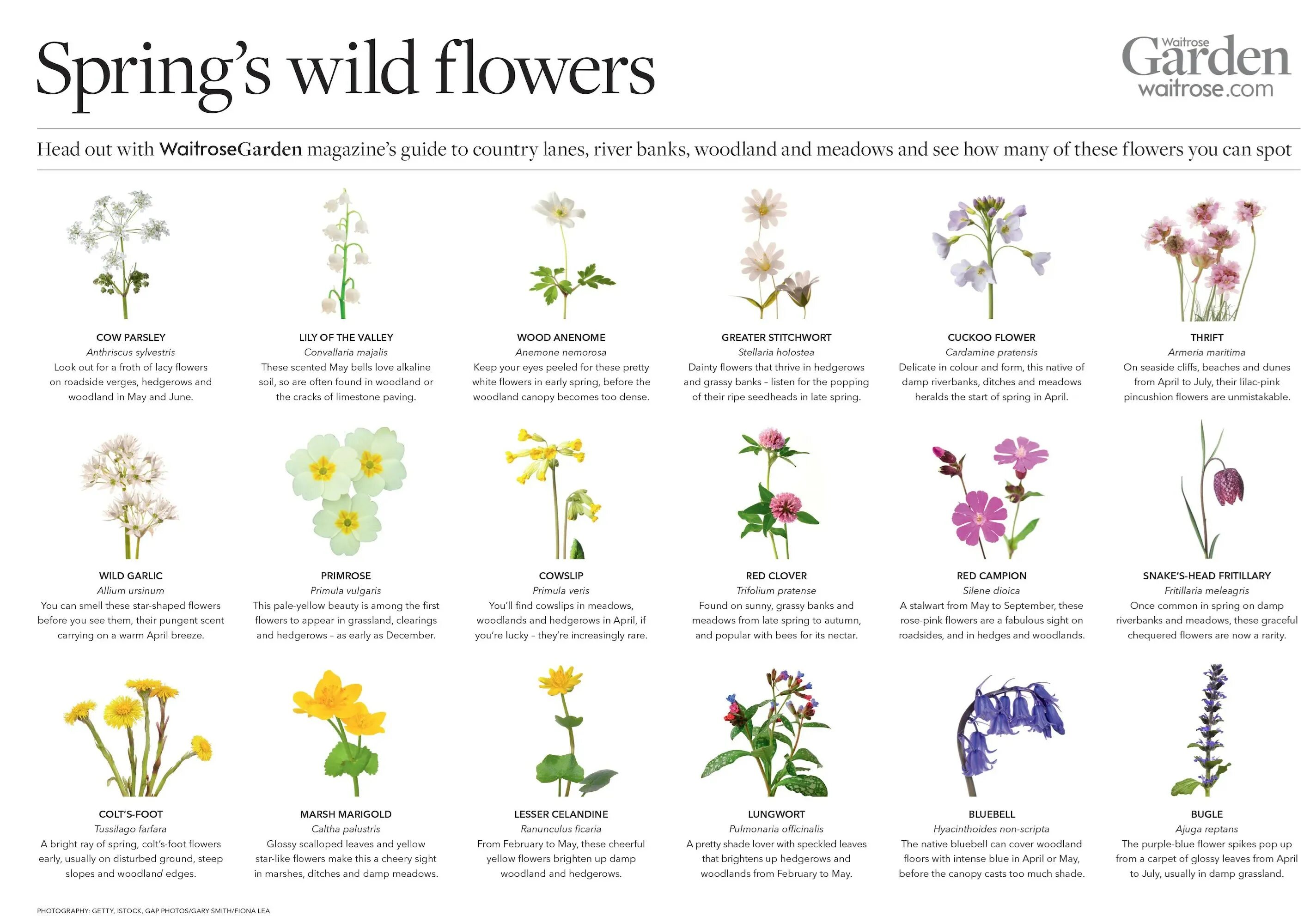 Garden flowers перевод. Stitchwort цветок. Флавер hyperdentia. Игры похожие на Wild Flowers. Types of Spring Flowers.