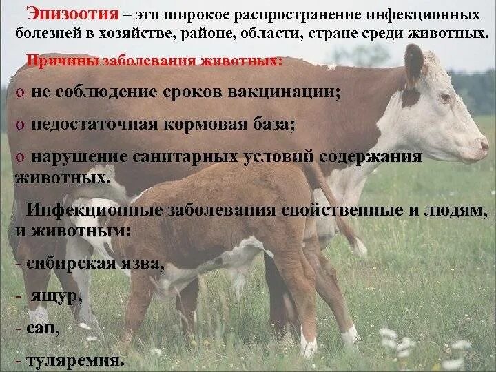Широкое распространение болезни животных. Причины возникновения эпизоотии. причина заболевания у животных. профилактика эпизоотии. причины инфекционных заболеваний животных.