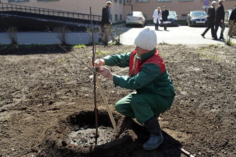 Посадка деревьев и кустарников. Высадка деревьев СПБ. Посадка деревьев весной СПБ. Экология, высаживание деревьев. Посадили деревья через