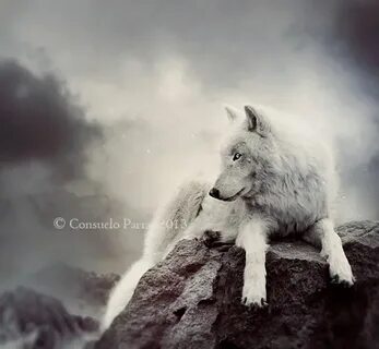 Alone with wildlife