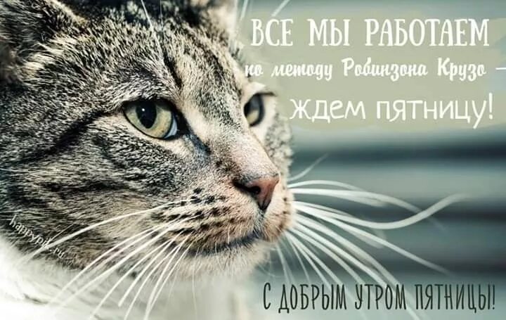 Пин от пользователя Екатерина на доске доброе утро cat Веселые открытки, Открытк