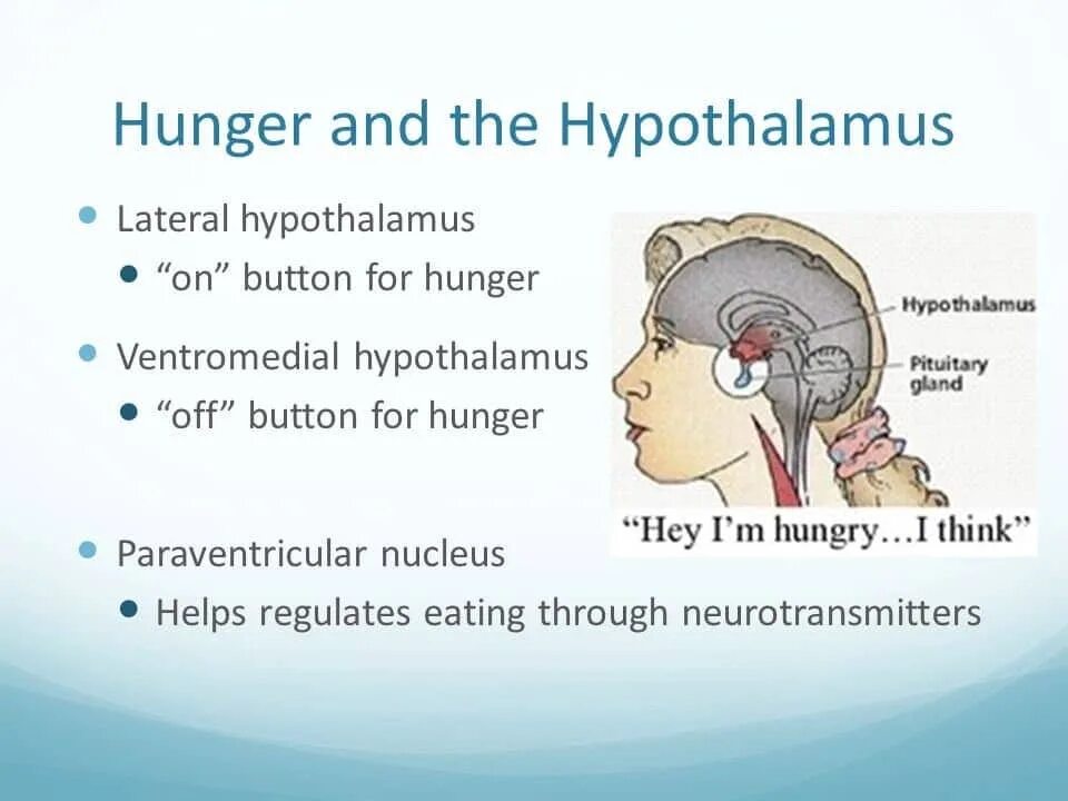 Гипоталамус и голод. Hypothalamus functions. The lateral and ventromedial Nucleus of the hypothalamus. Imagine a crying and farting Cow when recalling the hypothalamus.