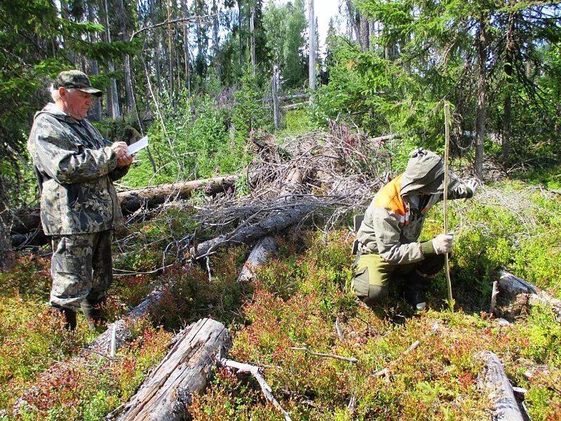 осмотр лесного участка. лесопатологическое обследование и мониторинг. поздравление с днем работника леса. ступинский лес участковое лесничество. гку мо мособллес.